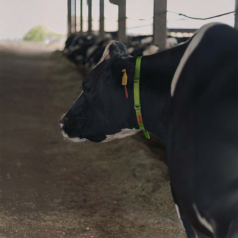 Coleira Vacas 02