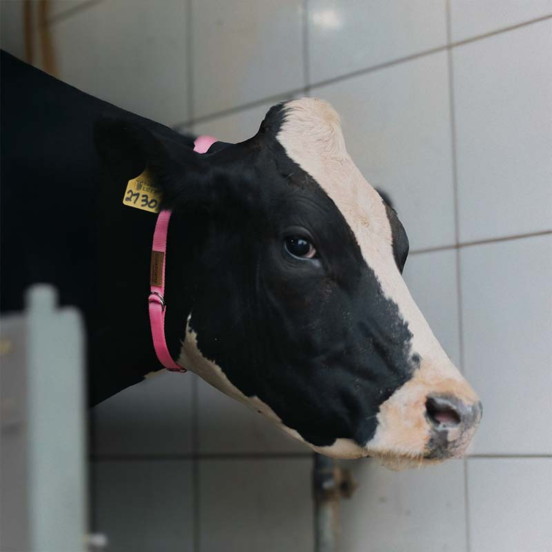 Coleira Vacas 03