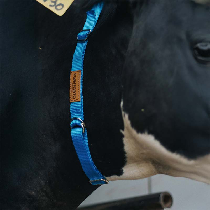 Coleira Vacas 04