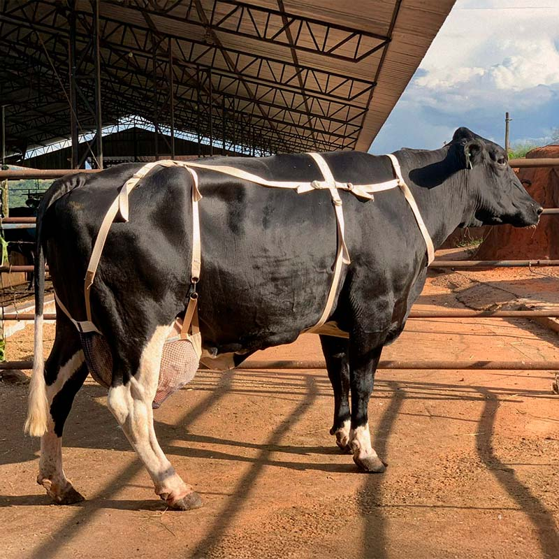 Sutiâ Vacas 01