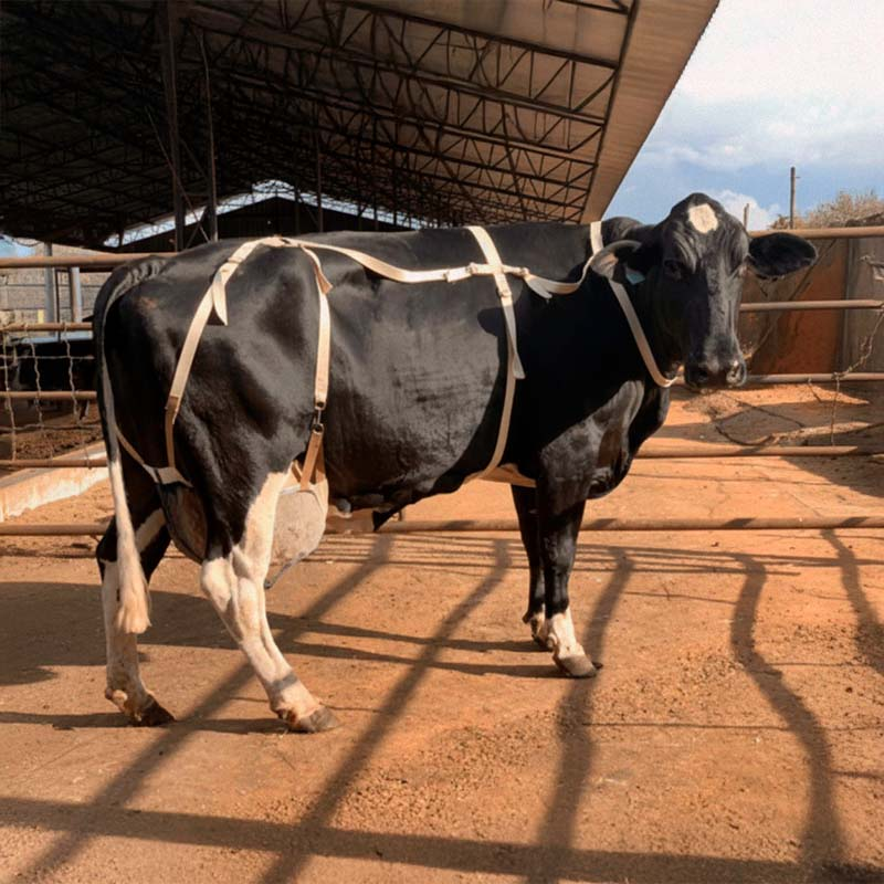 Sutiâ Vacas 02