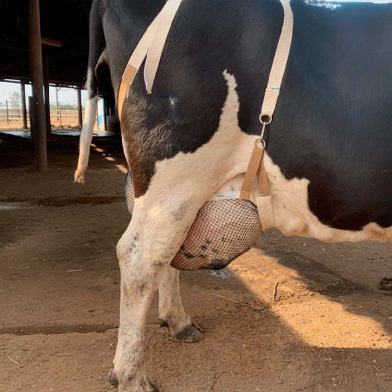 Sutiâ Vacas 03