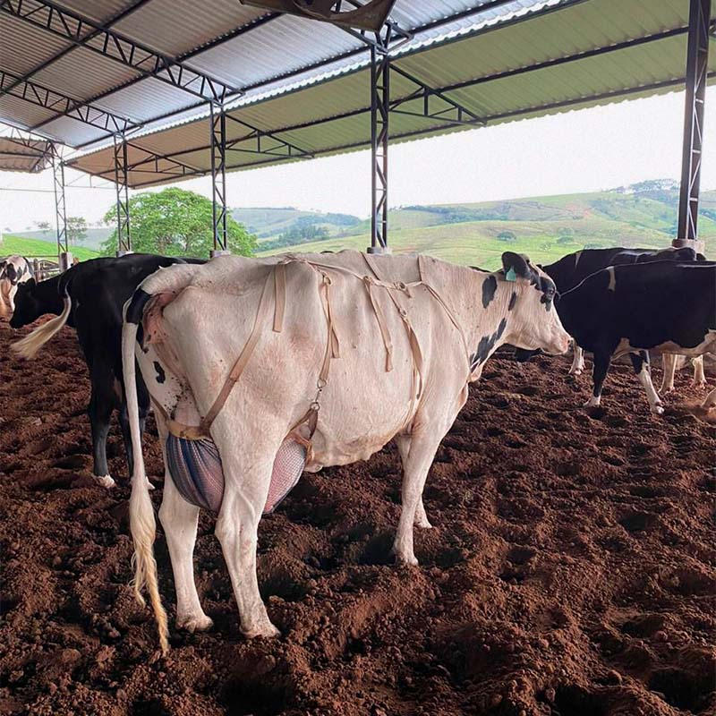 Sutiâ Vacas 04